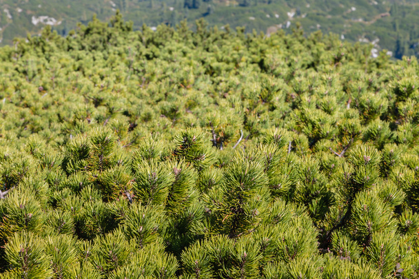 nano arbusti pino montano sfondo
 - Foto, immagini