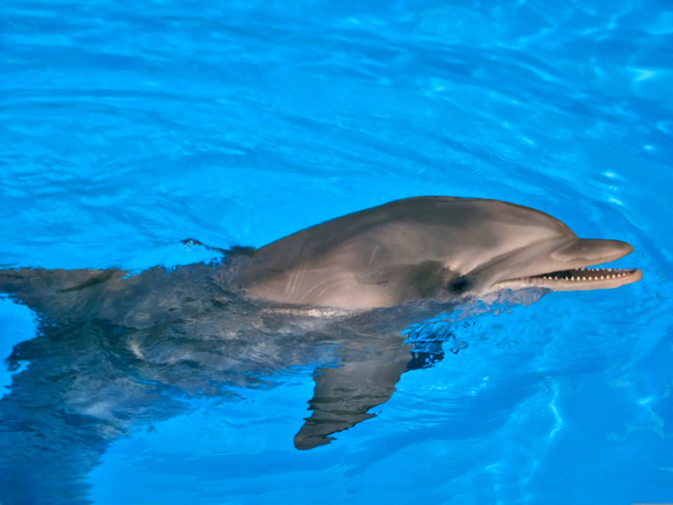 Bottle Nosed Dolphin - Photo, Image