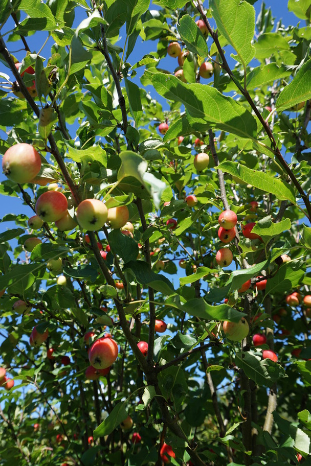 Small apples on the tree - Foto, imagen
