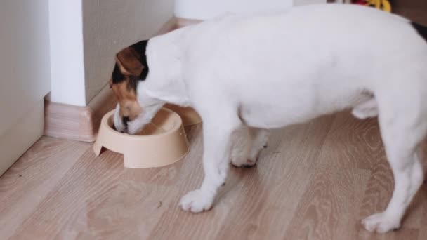 Dog drinking from bowl - Felvétel, videó
