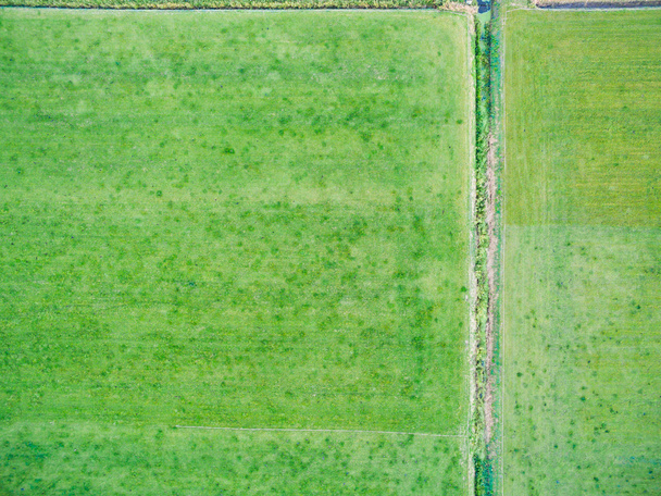 aerial view of green geometric agricultural fields in Netherlands - Valokuva, kuva