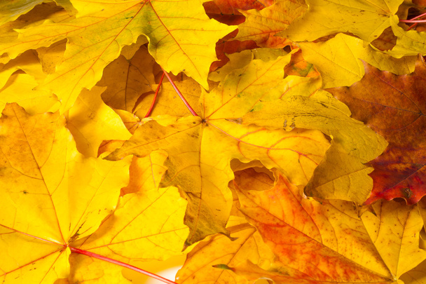 テクスチャ、背景。赤とゴールドのメープル葉黄色色合い。葉は、写真の目を抽象化します。カナダの紋章として使用される、もみじの葉. - 写真・画像