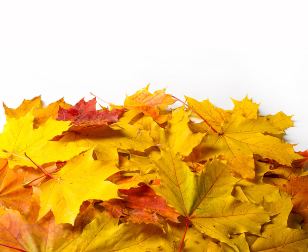 texture, background. Maple Leaves yellow shades of red and gold. - Photo, Image