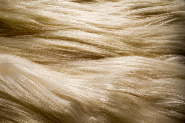 テクスチャ、背景。白い毛皮のヤク。シャギーの髪、こぶの肩、大きな角、パック動物として、牛乳、肉、隠すにチベットで使用と大規模な飼いならされた野生の雄牛. - 写真・画像