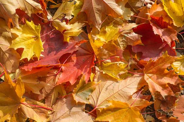 Autumn maple leaves on a green lawn. A tree with broad, in most species, curly leaves. - Photo, Image