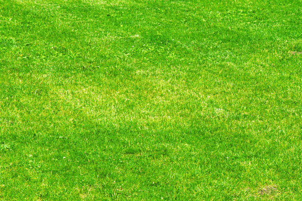 テクスチャ、背景。芝生がトリムされます。手入れの行き届いた芝生の緑 - 写真・画像