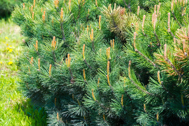 Texture, pattern, background. Pine bush formed on the flowerbed - Photo, Image