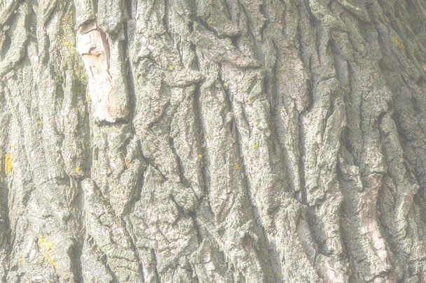 Вывод, предыстория. Кора дерева. Старый тополь, открытый, над дровами, стволы, стебли и корни древесных растений
.         - Фото, изображение