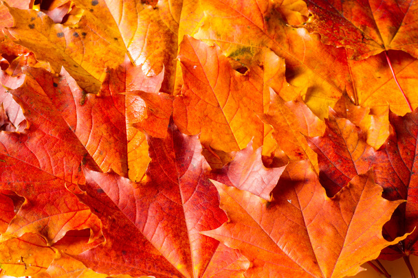 het patroon, achtergrond. Esdoorn bladeren geel tinten rood en goud. Bladeren abstract Laid voor foto's. het blad van de esdoorn, gebruikt als een embleem van Canada. - Foto, afbeelding