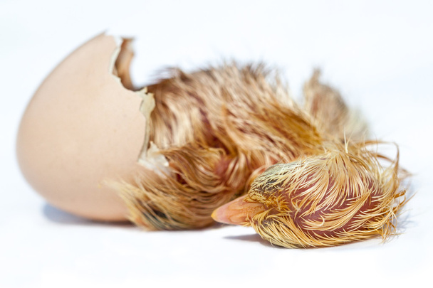 Курица, которая заканчивается рождением
.  - Фото, изображение