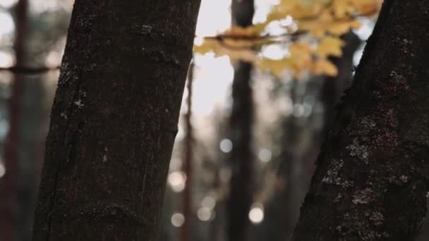 Tronco de árvore no outono - Filmagem, Vídeo