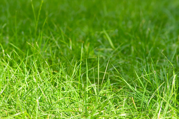 Green grass - Fotó, kép