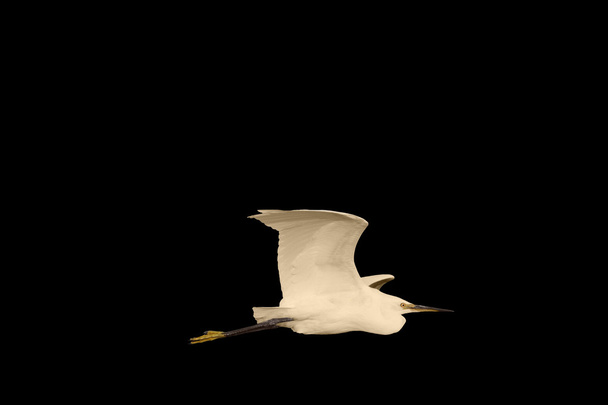 Petite aigrette en vol isolée sur noir
 - Photo, image
