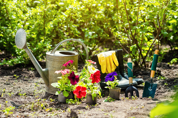 Narzędzia ogrodnicze i kwiaty w ogrodzie. Konewka, gumowe  - Zdjęcie, obraz