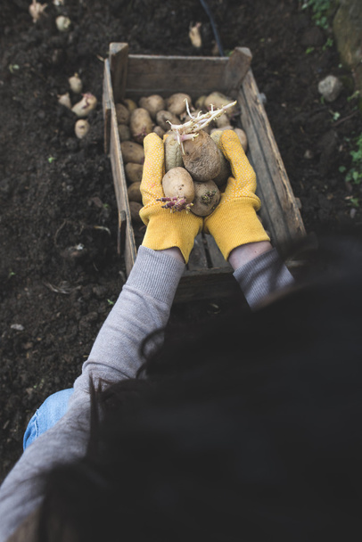 Planting potatoes in small bio garden. - Фото, изображение