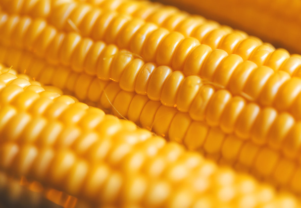 Élénk sárga érett nyers kukorica közelről háttér. - Fotó, kép
