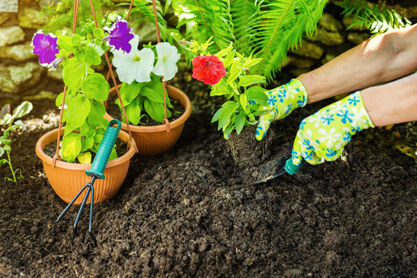 Gardening tools in the garden. Gardeners hand planting flowers.  - Photo, Image
