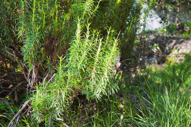 Une plante de romarin fraîche et parfumée
 - Photo, image