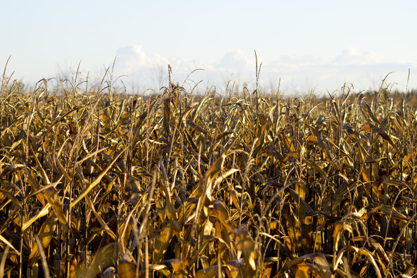Zvadlá zlatý kukuřičného pole - Fotografie, Obrázek