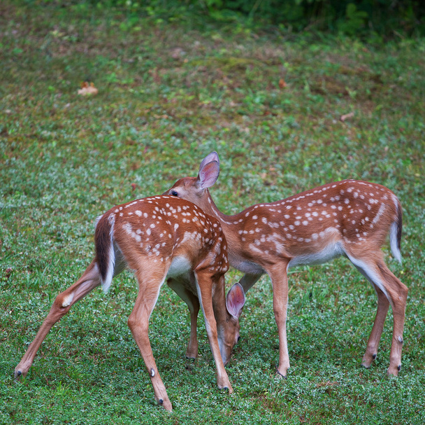 Deer fawn Pair - Фото, зображення