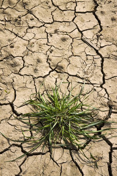 Terra sterile bruciata dal sole: concetto di carestia e povertà - Foto, immagini