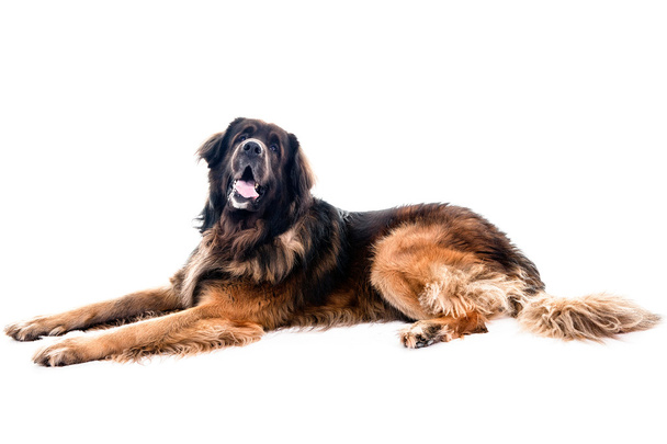 Berner Sennenhund cão retrato colocação
  - Foto, Imagem