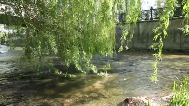 Branches of a willow - Footage, Video