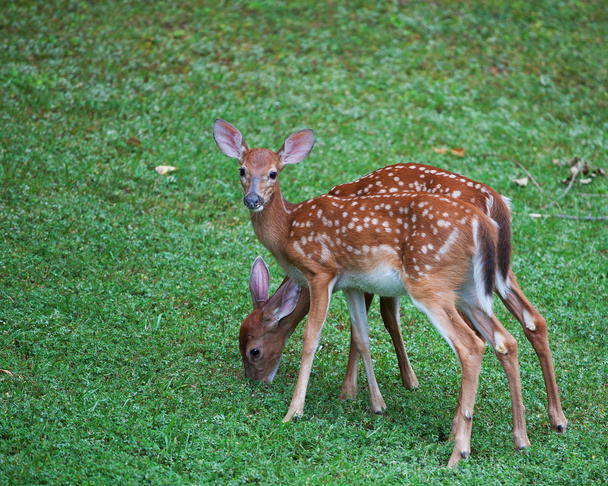 Eating deer fawns - Фото, изображение