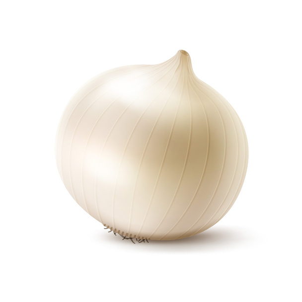 Vector Fresh Whole White Onion Bulb Close up on White Background - Vector, Image