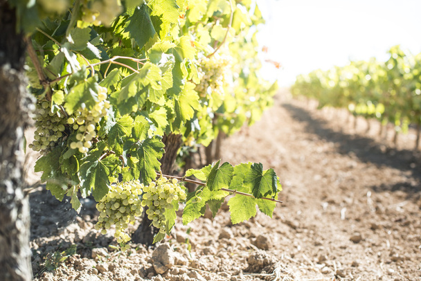 White grape plantation - Фото, зображення