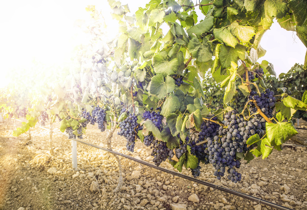 Vineyards on sunset - Fotoğraf, Görsel