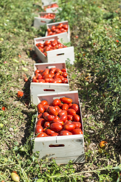 Poimittuja tomaatteja laatikoissa
 - Valokuva, kuva
