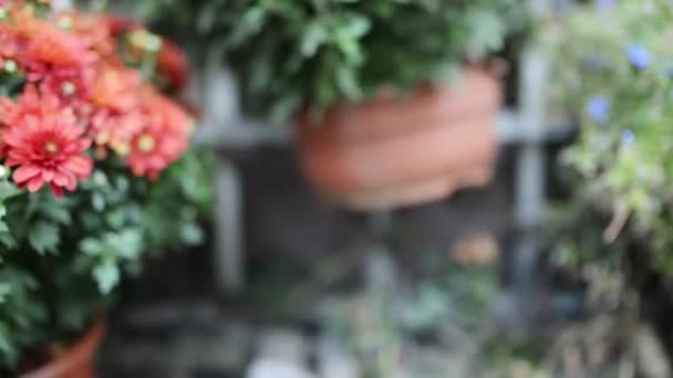 Krizantém koreanum (hardy krizantém). Krizantém, más néven anyukák vagy chrysanths, a krizantém nemzetség a fészkesek (Asteraceae) családjába, a virágos növények. - Felvétel, videó