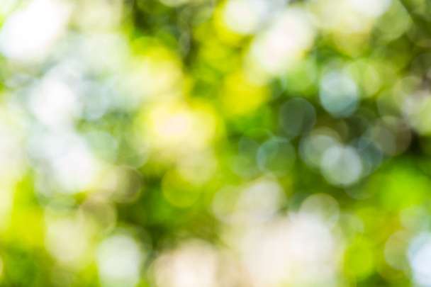 Abstract bokeh and blurred colorful nature background - Foto, immagini