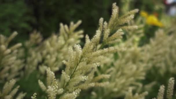 Aruncus is genus of clump forming herbaceous perennial plants in family Rosaceae. They are closely related to the genera Filipendula and Spiraea. - Footage, Video