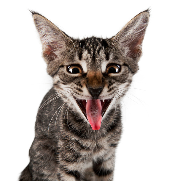 Gray striped kitten with shock grimace - Fotografie, Obrázek