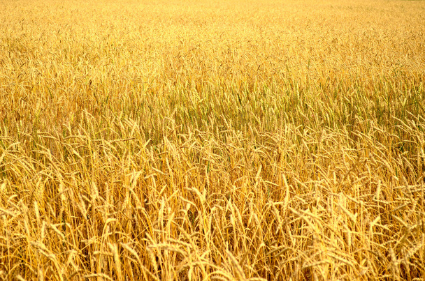 Wheat field - Fotó, kép