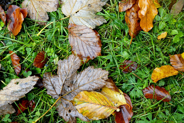 Dry leaf on green grass - Photo, Image