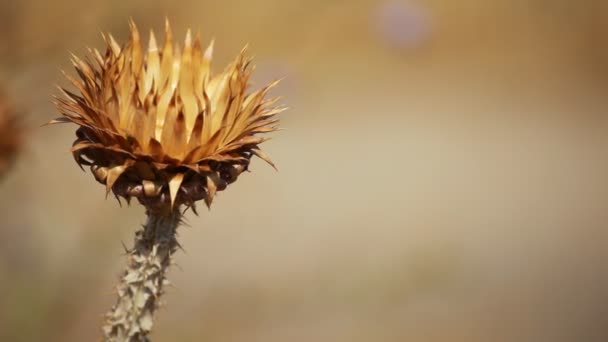 zbliżenie kolczastych suszonych kwiatów ostu o płytkiej głębokości - Materiał filmowy, wideo