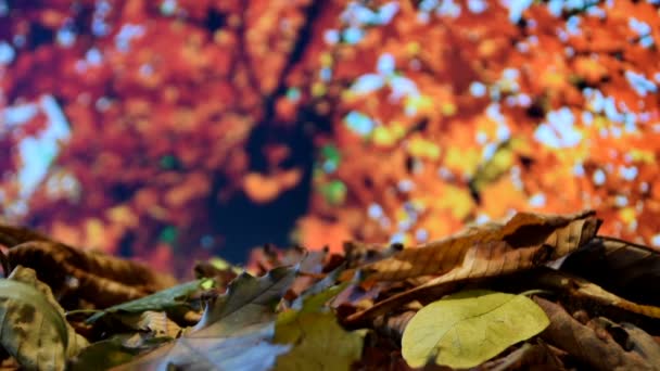 το φθινόπωρο τα φύλλα πέφτουν σε ένα σωρό - Πλάνα, βίντεο