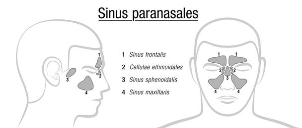Paranasal Sinuses Latin Terms - Vector, Image