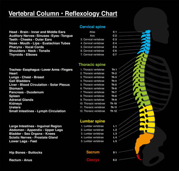 Espina dorsal reflexología
 - Vector, Imagen