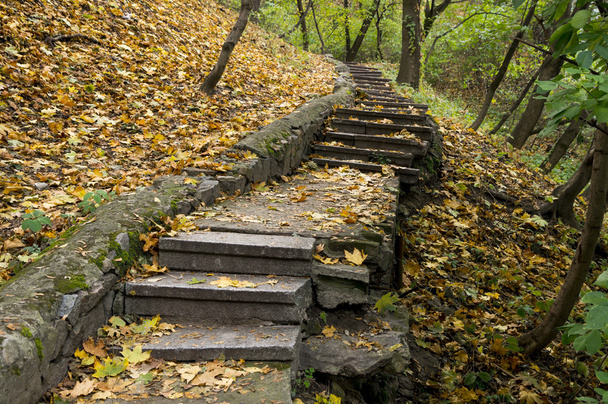 Drabiny w jesieni Park - Zdjęcie, obraz