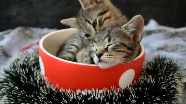 kittens likken en spelen in een kopje - Video