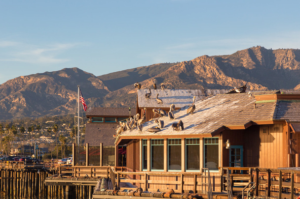 Pelicans on the roof at Sterns Wharf in Santa Barbara, Californi - 写真・画像