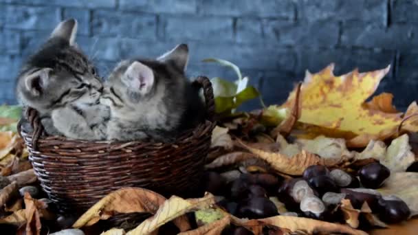 kittens zijn likken elkaar - Video
