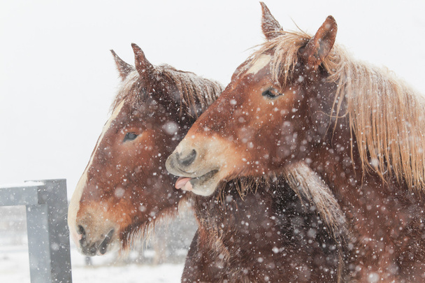 caballos en invierno hokkaido - Foto, Imagen