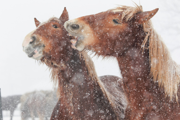 Лошади зимой на Хоккайдо - Фото, изображение