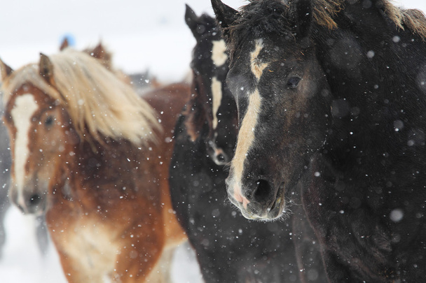 paarden in de winter hokkaido - Foto, afbeelding