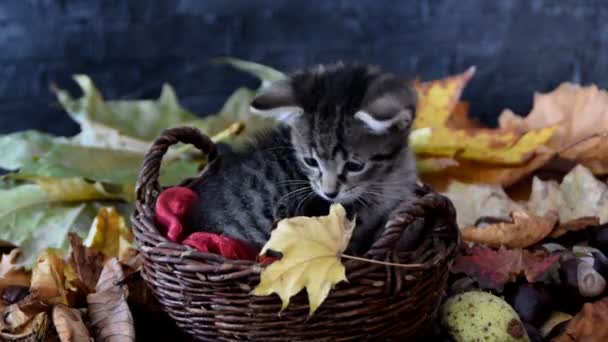 Kätzchen schnüffelt gelbes trockenes Blatt - Filmmaterial, Video